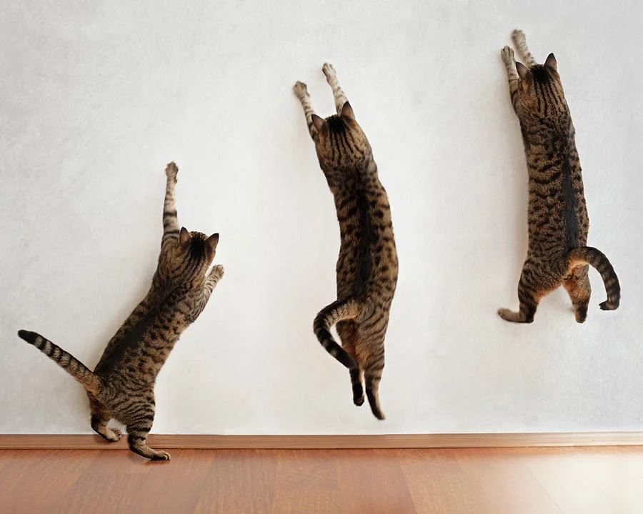 O incrível salto dos gatos O incrível salto dos gatos